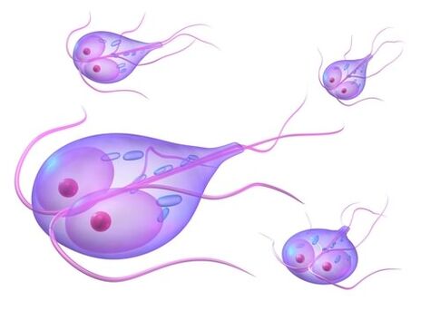 Lampbia